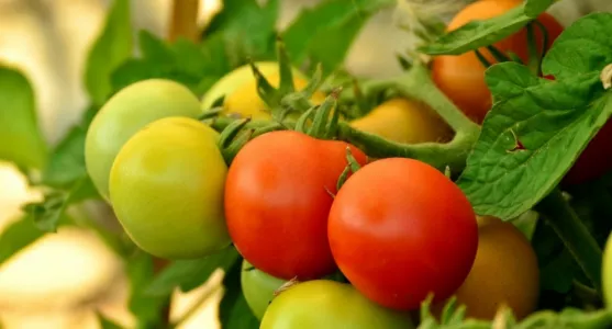 Томаты «впадут в экстаз» от этой подкормки — всего 1 продукт: кусты «облеплены» цветами — старинный рецепт из СССР