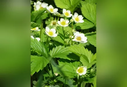 Когда цветёт клубника всегда опрыскиваю кусты этим удобрением: повышает урожайность в 2 раза