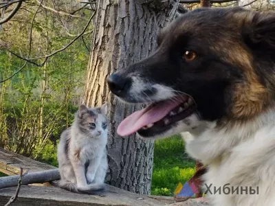 В Мурманске хотят выделить более 25 млн рублей на содержание животных в приютах