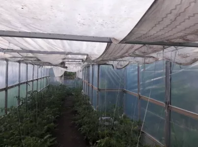 Необычный способ укрытия томатов в жару: обычная тряпка сработала лучше, чем агроволокно