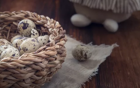 Перепёлкам не нужны гормоны: почему их яйца в 5 раз мельче, но вкуснее куриных в 3 раза