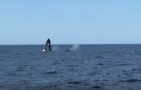 Плавающие по морю в Мурманской области медведь и кит удивили местных рыбаков