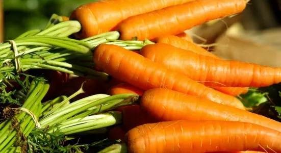Морковной мухе ничего не светит: нужна всего 1 ст. л «кухонного продукта» — плоды ровные, а урожай топ