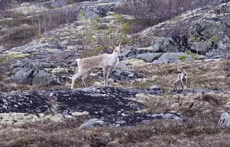 Стадо диких северных оленей сняли на видео в Мурманской области