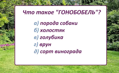 Что такое «гонобобель»: кто ответил верно, попал в 2% знатоков русского языка — а ваша грамотность «хромает»?