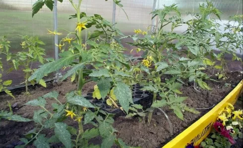 Томаты зацвели — кладу в теплицу 1 вещь — ни одного пустоцвета, все кусты «укрываются» завязями