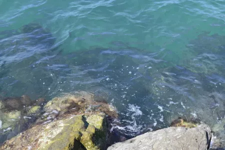 Не учли нюанс и купили дом у Черного моря — в отчаяние пришли уже летом: райский курорт испоганил всю жизнь