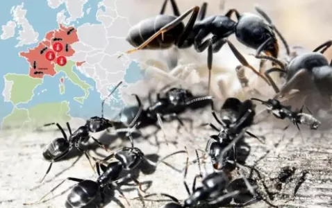 Оккупировали Европу: в Британии учёные ломают голову над тем, как справиться с нашествием «супермуравьёв»