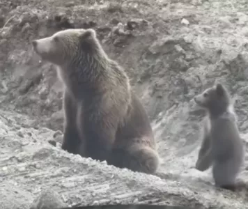 Жители Мурманской области осудили угощающих медведей туристов около Териберки