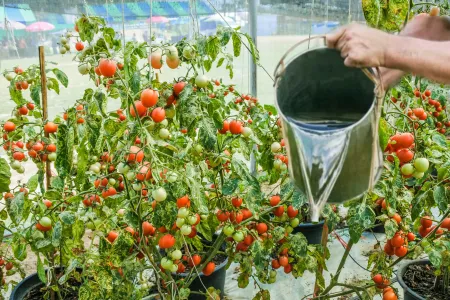 10 г на ведро — и томаты «сходят с ума»: ветки «усыпаны» плодами — и ни одного желтого листика