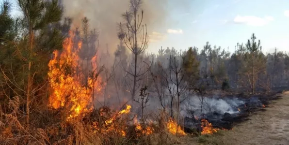 Особый противопожарный режим ввели в Мурманской области