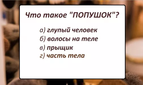 Что такое «попушок»: 88% россиян простое слово собьет с толку — а вы являетесь знатоком русского языка?