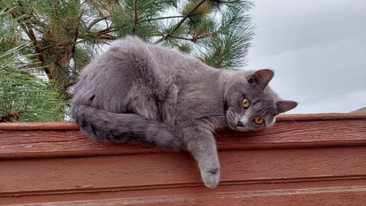 Не человек, а «большой котенок»: вот почему кошка лижет хозяина на самом деле — вердикт ученых