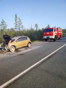 Водитель насмерть сбил лося на трассе «Кола» в Мурманской области