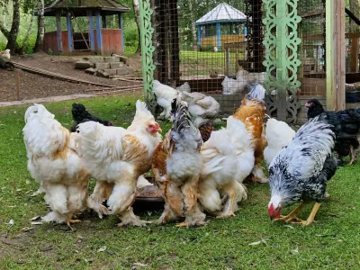Кинули курам отходы «со стола» — можно забыть о яйцах: какие продукты нельзя давать птице