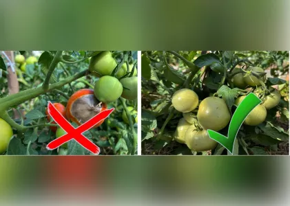 Пол-литра под куст в июне — и томатам вершинная гниль не грозит: плоды вырастают крепышами