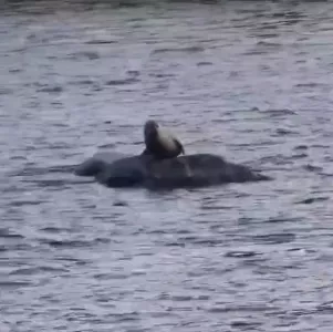 Морского котика заметили на реке в Мурманской области