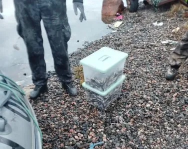 Житель Мурманской области попал под статью за незаконную ловлю корюшки на 140 тысяч рублей