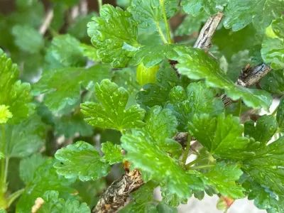 2 капли на литр воды — и ягоды крыжовника будут размером со сливу: превращаем кусты в садовое чудо за считаные минуты