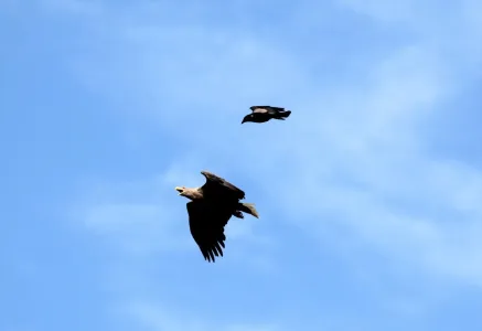Мать-ворона напала на орлана в Мурманской области