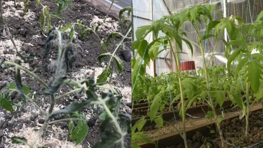 Опрокинула стакан под куст и изумилась — даже «чахлые» томаты поперли в рост — а завязей не перечесть