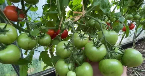 Помидоров не счесть: смешиваю всего 2 простых продукта — от количества гроздей с томатами глаза округляются