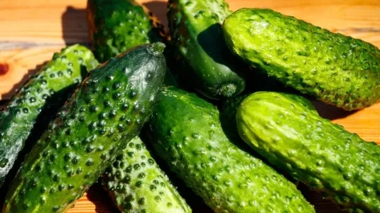 Пластиковая бутылка со льдом в грунт и не только: огурцы «запоют» от восторга — никакой гнили и горечи