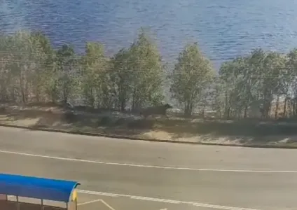 Лось пронёсся по набережной в Мончегорске Мурманской области