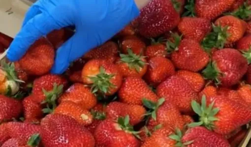 Заражённую вредными организмами клубнику привезли в Мурманскую область