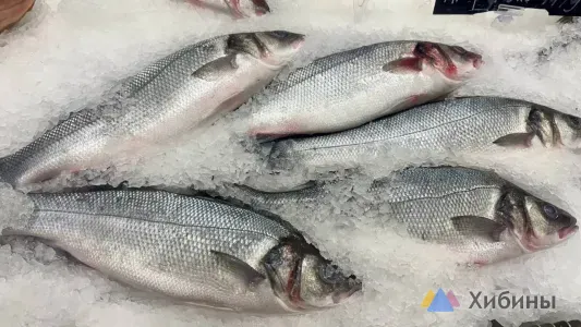Вылов рыбы в Северном бассейне отстаёт на треть от прошлогодних показателей