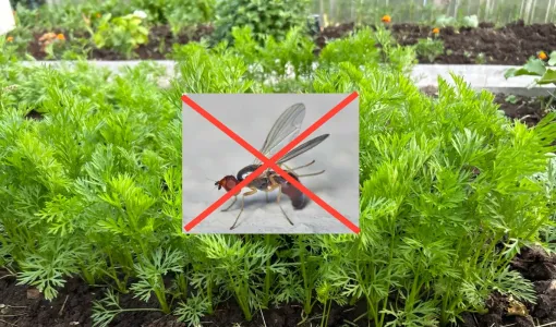 В конце июня покрываю междурядья слоем мульчи — морковная муха не грозит: урожай моркови спасён