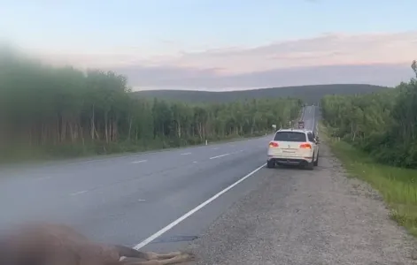 Водитель насмерть сбил лося в Мончегорском районе Мурманской области
