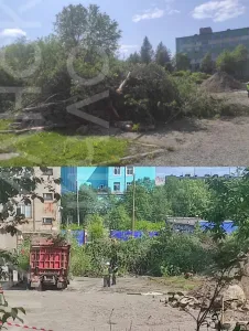 Жителям Мурманска объяснили вырубку деревьев на территории МАУ
