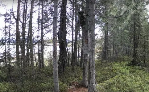 Лазающие по деревьям медвежата попали на камеру в Мурманской области
