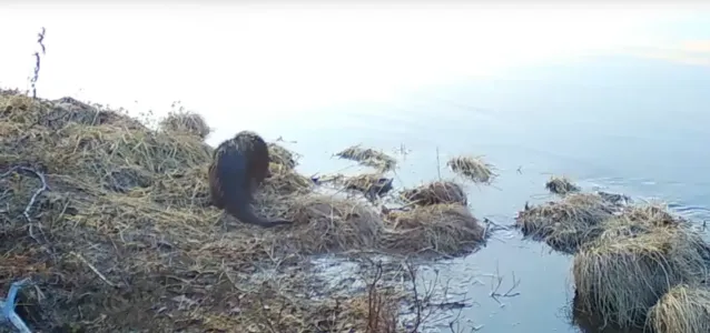 Выдра в Мурманской области попала на видео