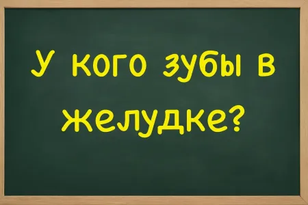 Загадка для умников: у кого зубы в желудке? Правильный ответ дают лишь 3% населения — сложное задание выявит эрудитов