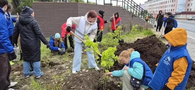 В Мурманской области высадили более 16 тысяч деревьев в рамках акции «Сад памяти»