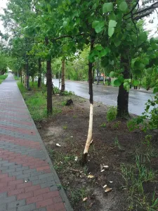 В Никеле кто-то испортил дерево: жители Мурманской области спорят — люди или бобры?