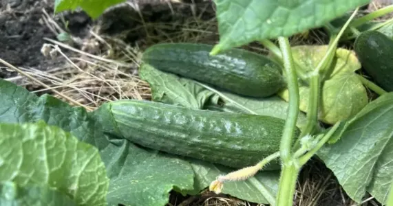 Огурцам в июле — срочно: делаю подкормку из продуктовых отходов — плодоносят 24/7 до холодов