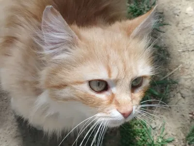 Как понять, что кошка вас контролирует: 3 признака, что вы — уже не хозяин в доме