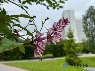 Первая сирень зацвела в Мурманске