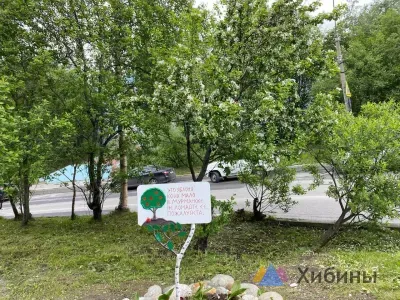 Жителей Мурманска попросили не ломать цветущую яблоню