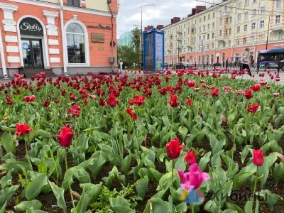 Прогноз погоды в Мурманской области на субботу, 5 июля