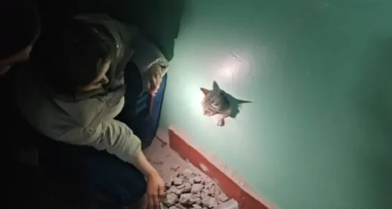 Северяне спасли застрявшую в стояках кошку в Мурманской области