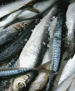 Беру скумбрию и кладу в банку — готовлю в духовке: рыба получается вкуснее магазинных консервов — делюсь рецептом