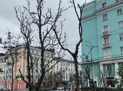 «У растений тоже есть сосуды»: эксперт Павел Петрин — о гибели деревьев в центре Мурманска