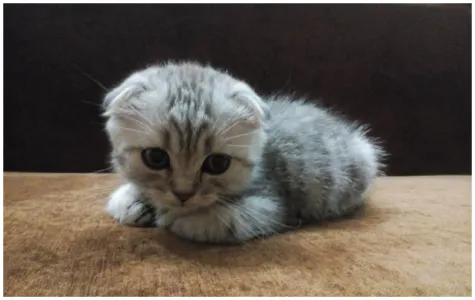 Кот скачет и мяукает по ночам: 5 причин, по которым питомцы не дают нам спать