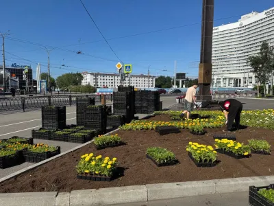 В Мурманске обновляют цветы на клумбах