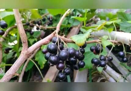 В июле обязательно проводим обрезку чёрной смородины: на следующий год получаем в разы больше ягод