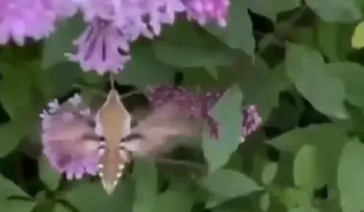 Северную «колибри» удалось снять на видео в Мурманской области